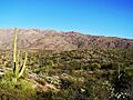 Saguaro National Park East