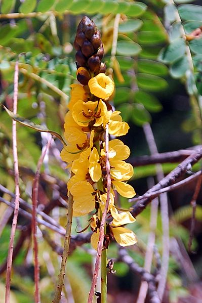 Senna didymobotrya La Gomera