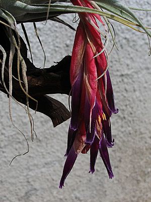 Archivo:Tillandsia macdougallii (TS) 1-00758