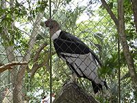 Archivo:Vultur gryphus (cautiverio)