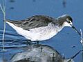 WilsonPhalarope23