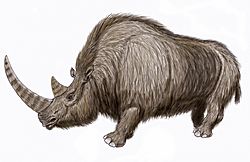 Archivo:Wooly Rhino15