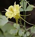 Yellow columbine close