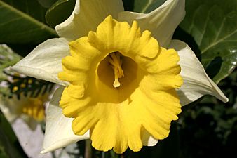 - Narcissus pseudonarcissus 03 -
