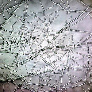 Archivo:20100815 1818 Mold