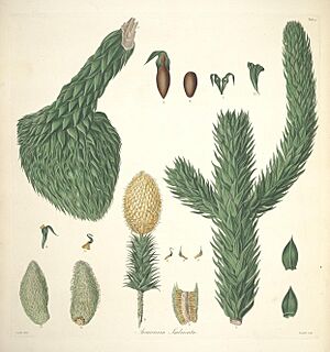 Archivo:A description of the genus Pinus (Tab. 4) (7797197802)