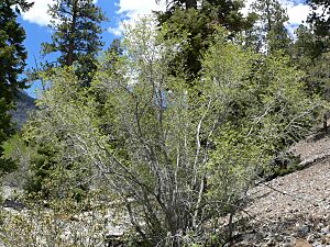 Archivo:Acer glabrum var diffusum 6