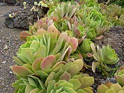 Archivo:Aeonium palmense - Jardín Botánico Canario