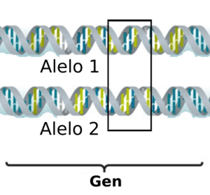 Archivo:Alleles on gene-es