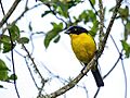Anisognathus melanogenys - Black-cheeked Mountain-Tanager
