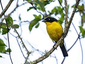 Anisognathus melanogenys - Black-cheeked Mountain-Tanager.jpg