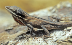 Anolis haguei.png