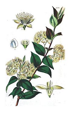 Backhousia myrtifolia.jpg