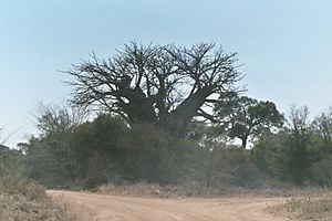Archivo:Baobab Kruger 2003