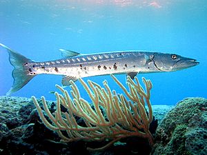 Archivo:Barracuda laban