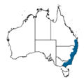 Bell Miner Distribution From Atlas Living Australia