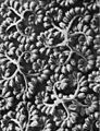 Blossfeldt 148a