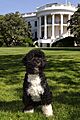 Bo official portrait