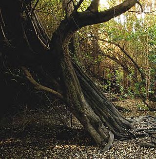 Bosque las petras.jpg