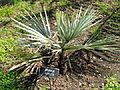 Brahea armata - Villa Taranto (Verbania) - DSC03590