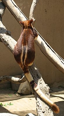 Archivo:Buergers' Tree-kangaroo back and tail