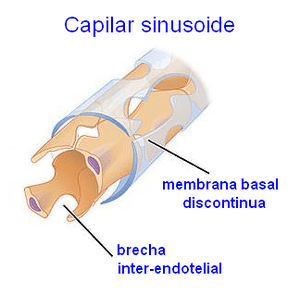 Archivo:Capilar sinusoide estructura