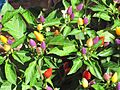 Capsicum 33
