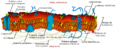 Cell membrane detailed diagram es
