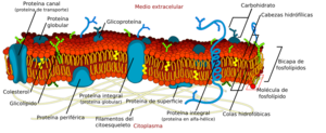 Archivo:Cell membrane detailed diagram es