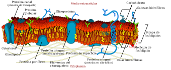 Archivo:Cell membrane detailed diagram es