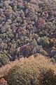 Chile, Cerro El Roble, bosque de Nothofagus macrocarpa (27176753572)