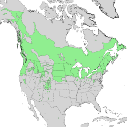 Natural range of subsp. sericea