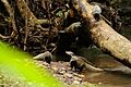 Crab-eating Mongoose, Herpestes urva in Khao Yai National Park (15327838144)