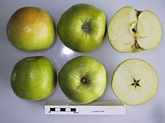 Cross section of Alfriston, National Fruit Collection (acc. 1957-178).jpg