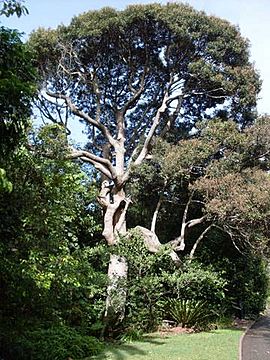 Cryptocarya obovata - RGB Farm Cove.JPG