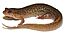 Desmognathus fuscus (Northern dusky salamander).JPG