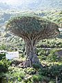 Drachenbaum Teneriffa, Icod de los Vinos