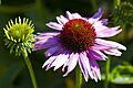 Echinacea purpurea, jardín botánico de Tallinn, Estonia, 2012-08-12, DD 01