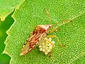 Elasmucha grisea 20050608 916 part