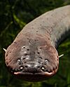 Electrophorus electricus showing lateral line pits.jpg