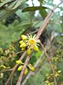 Eucalyptus camaldulensis 05