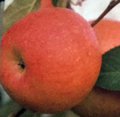 Fuji-nagafu-6