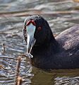 Fulica cristata 400