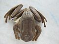 Gastrotheca argenteovirens 2