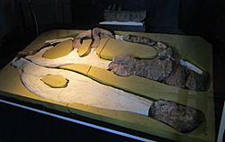 Archivo:Giganotosaurus restos originales del cráneo