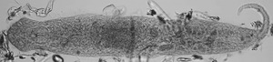 Gnathostomula paradoxa Sylt.tif
