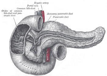 Archivo:Gray 1100 Pancreatic duct