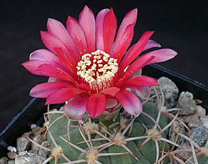 Gymnocalycium carminanthum1MAWI.jpg