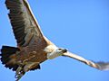 Gyps fulvus (Frank Wouters)