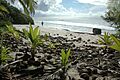 Henderson Island-110252